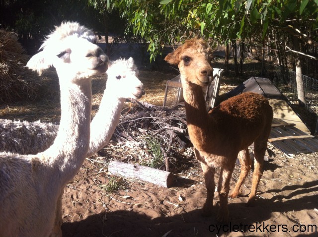 Charly's alpacas australia